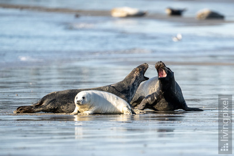 Kegelrobbe (Grey seal)