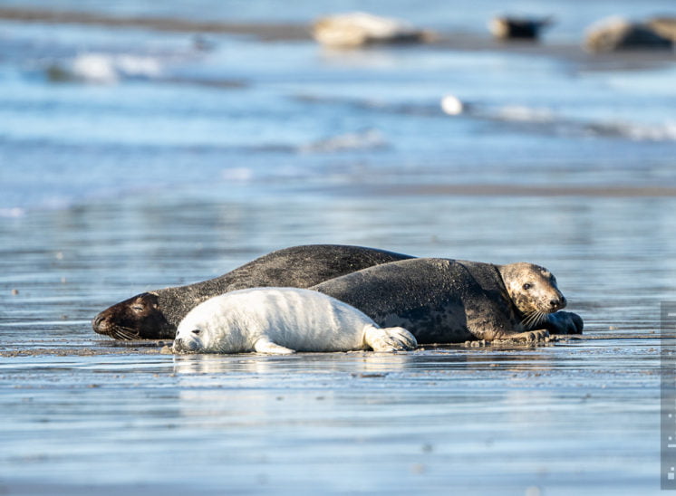 Kegelrobbe (Grey seal)