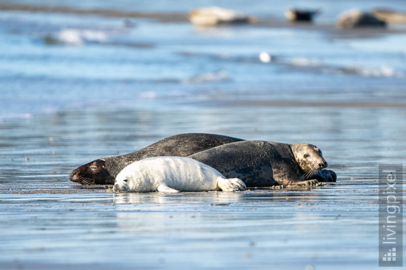 Kegelrobbe (Grey seal)