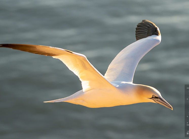 Basstölpel (Northern gannet)