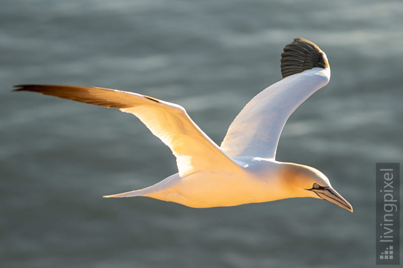 Basstölpel (Northern gannet)