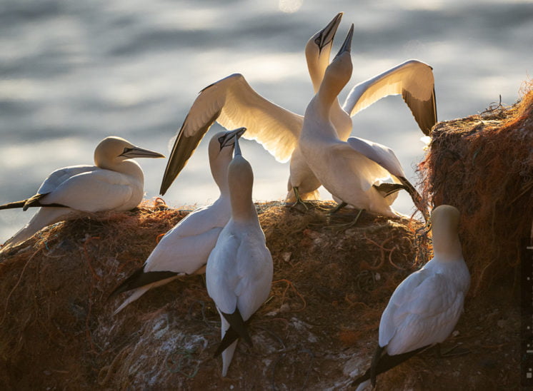 Basstölpel (Northern gannet)