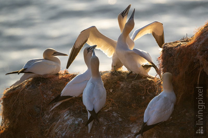 Basstölpel (Northern gannet)