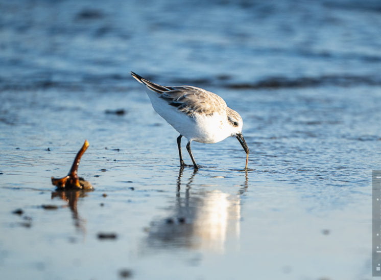 Sanderling (Sanderling)