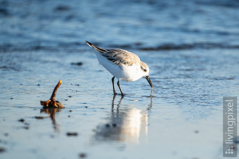 Sanderling (Sanderling)