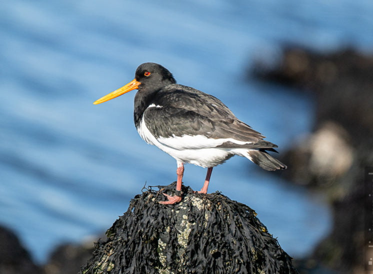 Austernfischer (Oyster catcher)