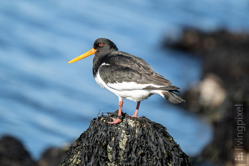 Austernfischer (Oyster catcher)