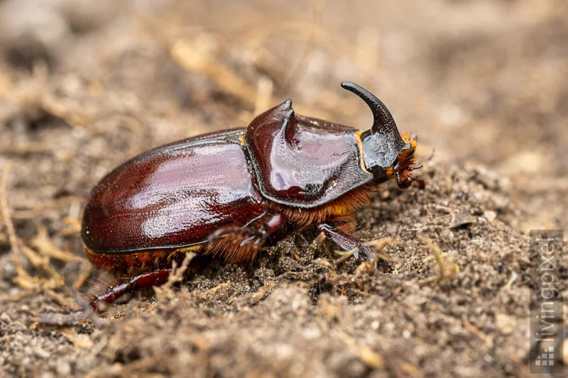 Nashornkäfer (European rhinoceros beetle)