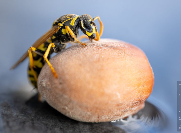 Haus-Feldwespe (Polistes dominula)