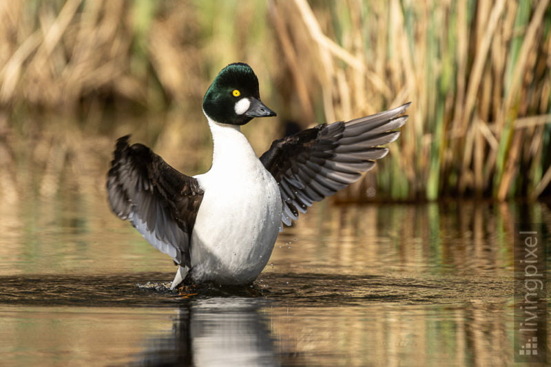 Schellente (Common goldeneye)