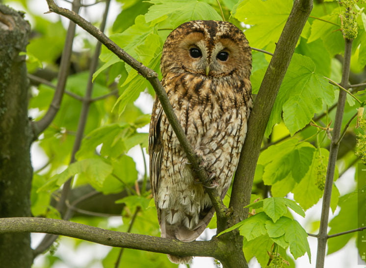 Waldkauz (Tawny owl)