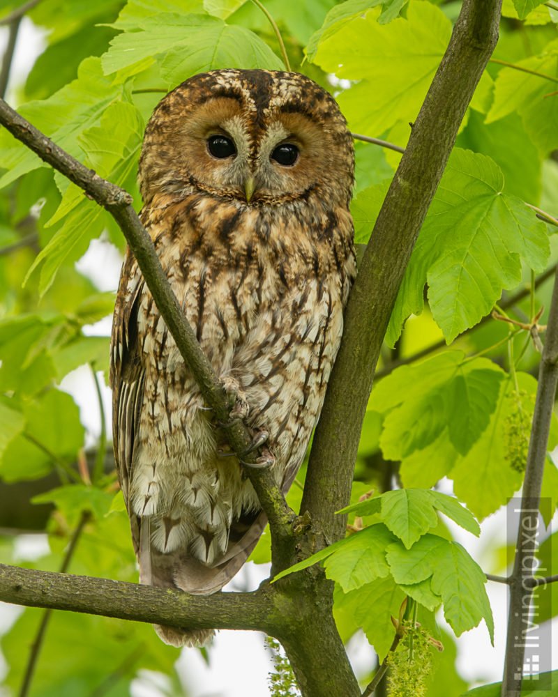 Waldkauz (Tawny owl)
