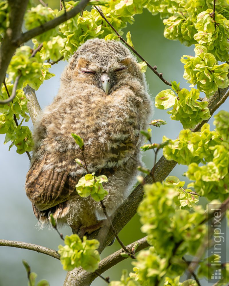 Waldkauz (Tawny owl)