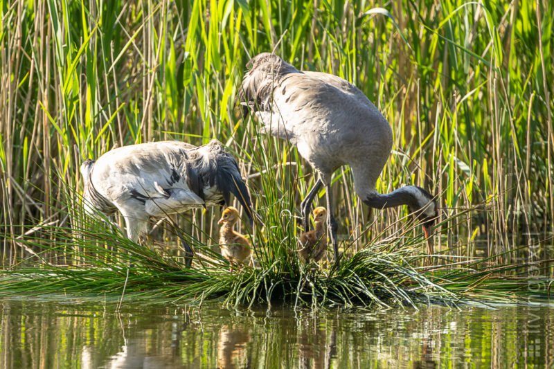 Kranich (Common crane)