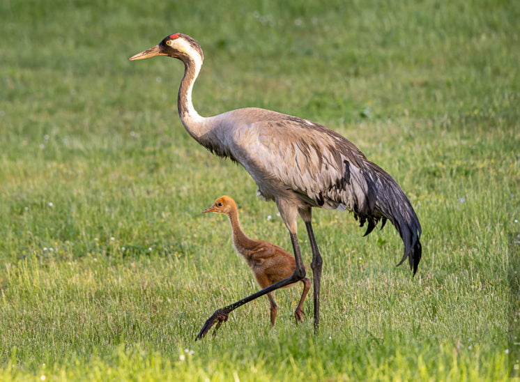 Kranich (Common crane)