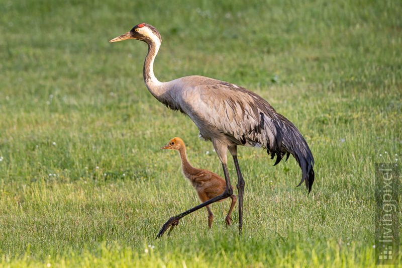 Kranich (Common crane)
