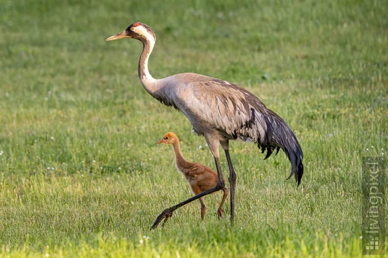 Kranich (Common crane)