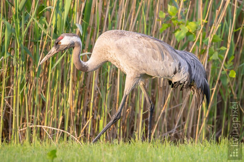 Kranich (Common crane)