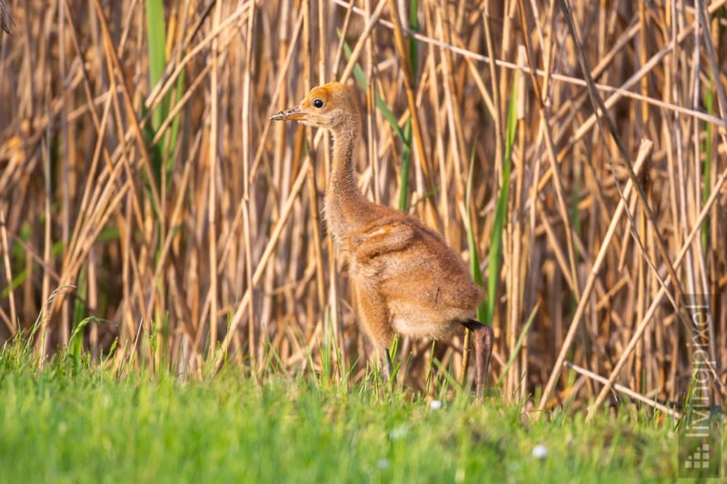 Kranich (Common crane)