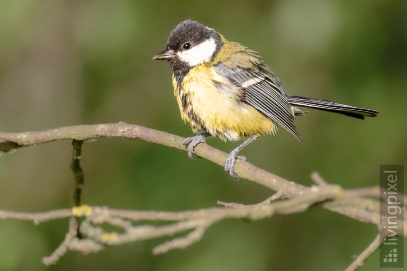 Kohlmeise (Great tit)