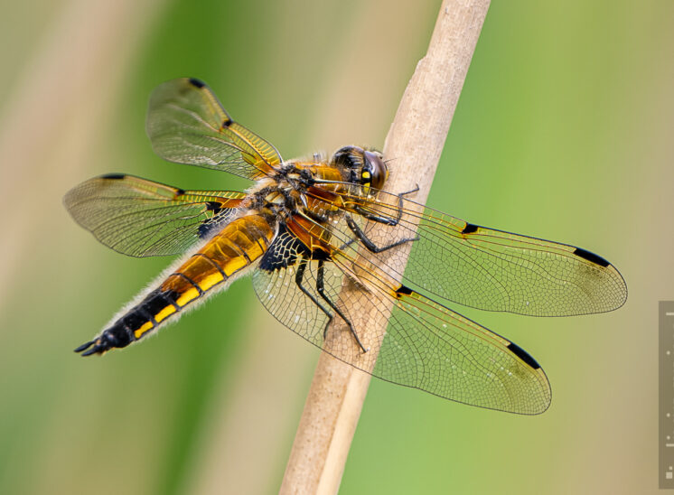 Vierfleck (Four-spotted chaser)