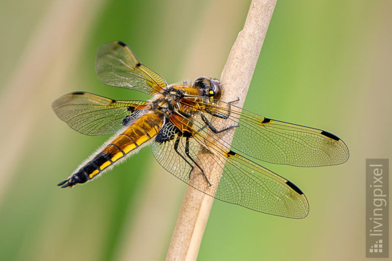 Vierfleck (Four-spotted chaser)