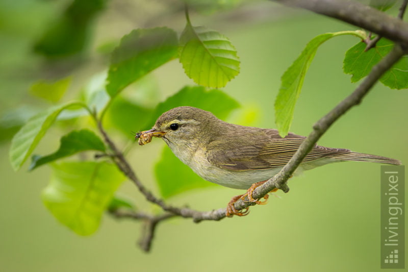 Fitis (Willow warbler)