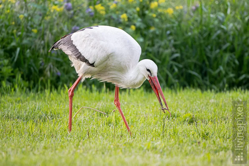 Weißstorch (White stork)