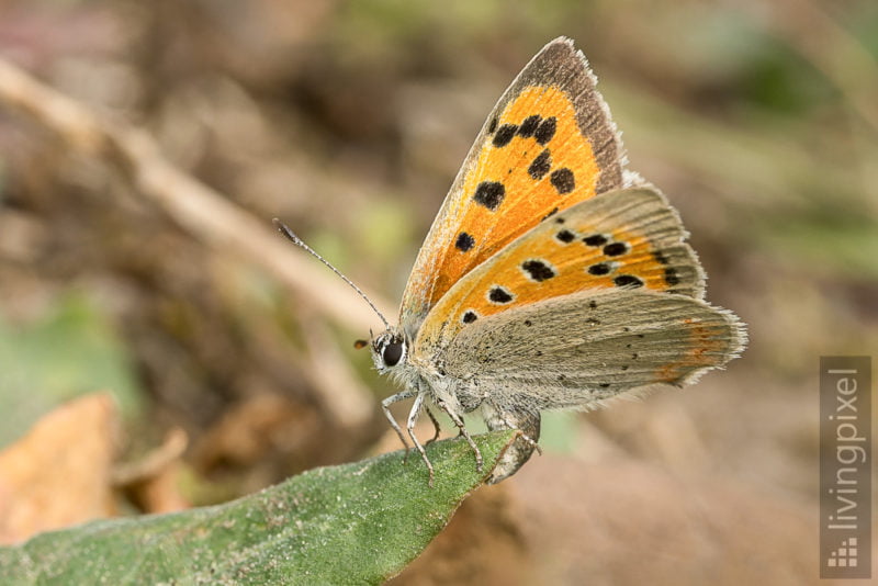 Kleiner Feuerfalter (Lycaena phlaeas)