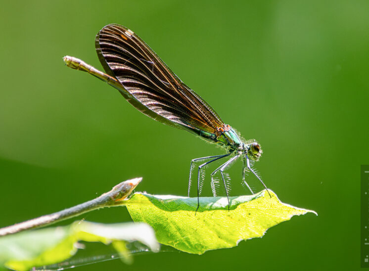 Blauflügel-Prachtlibelle (Beautiful demoiselle)