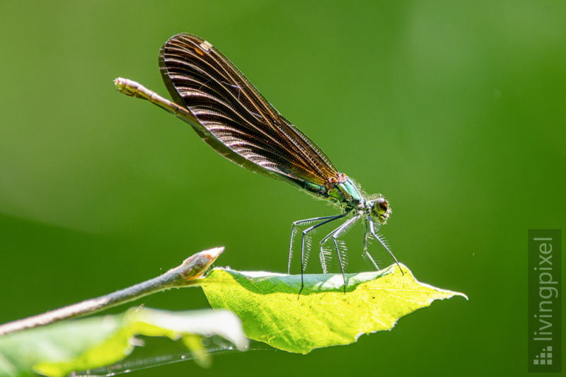 Blauflügel-Prachtlibelle (Beautiful demoiselle)