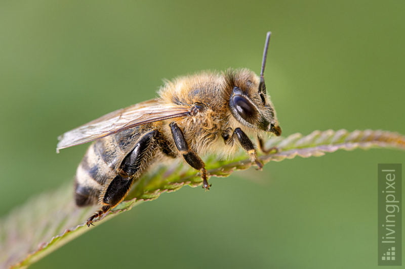 Honigbiene (Western honey bee)