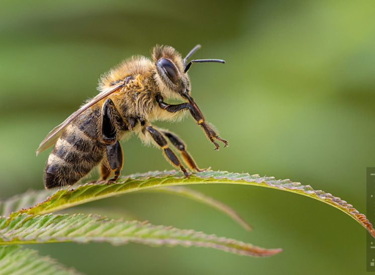Westliche Honigbiene (Western honey bee)