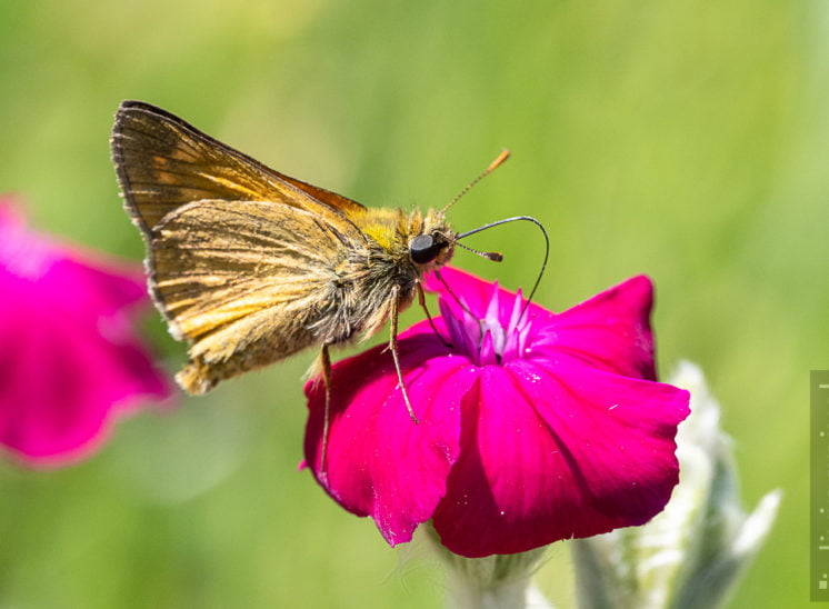 Rostfarbiger Dickkopffalter (Large skipper)