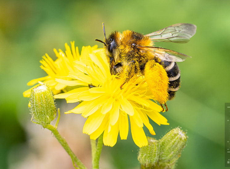 Hosenbiene (Dasypoda hirtipes)