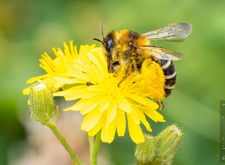 Hosenbiene (Dasypoda hirtipes)