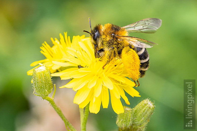 Hosenbiene (Dasypoda hirtipes)