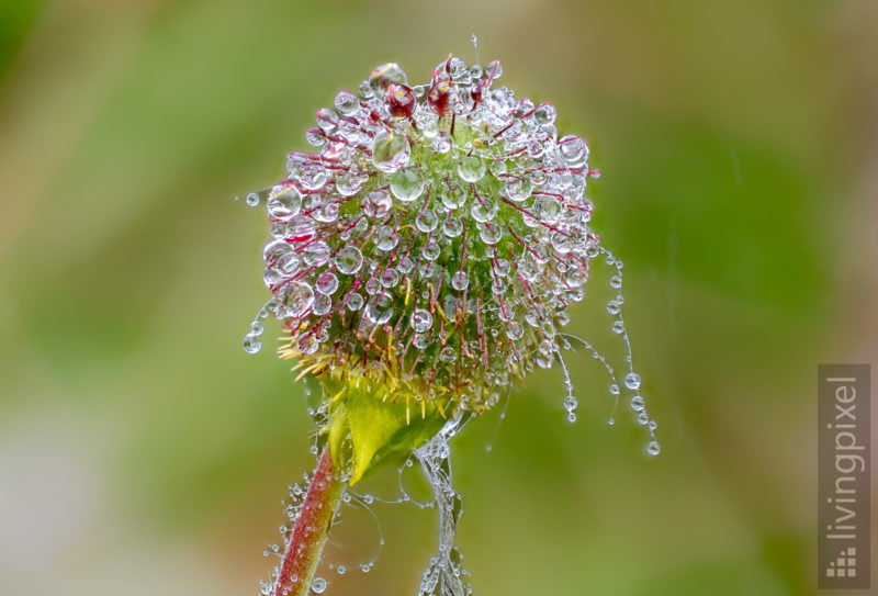 Makro im Regen