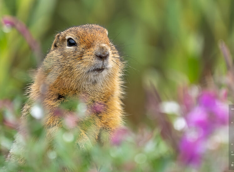 Arktischer Ziesel (Arctic ground squirrel)