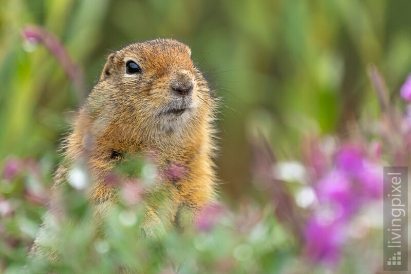 Arktischer Ziesel (Arctic ground squirrel)