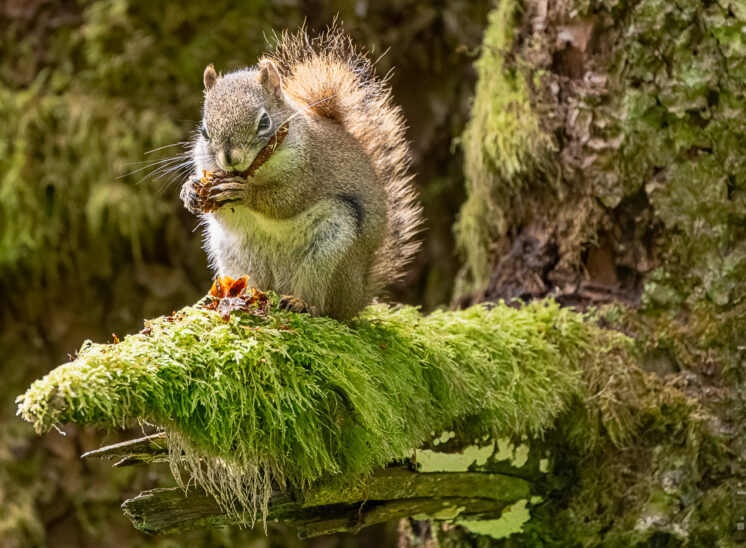 Gemeines Rothörnchen (American red squirrel)