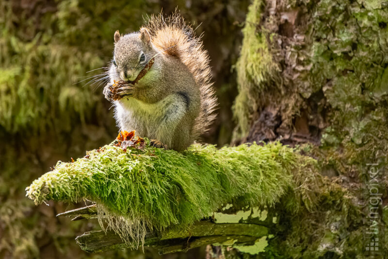 Gemeines Rothörnchen (American red squirrel)