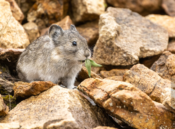 Alaska-Pfeifhase (Collared pika)