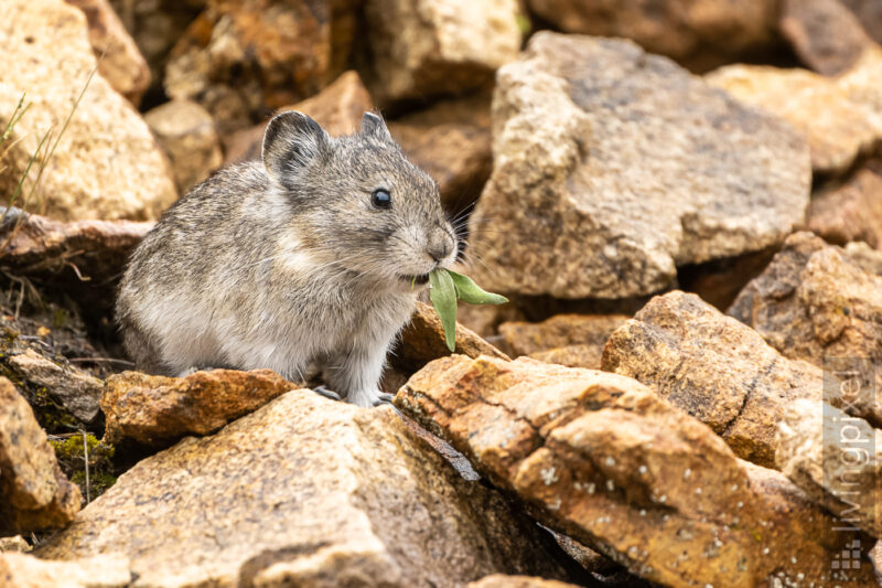 Alaska-Pfeifhase (Collared pika)