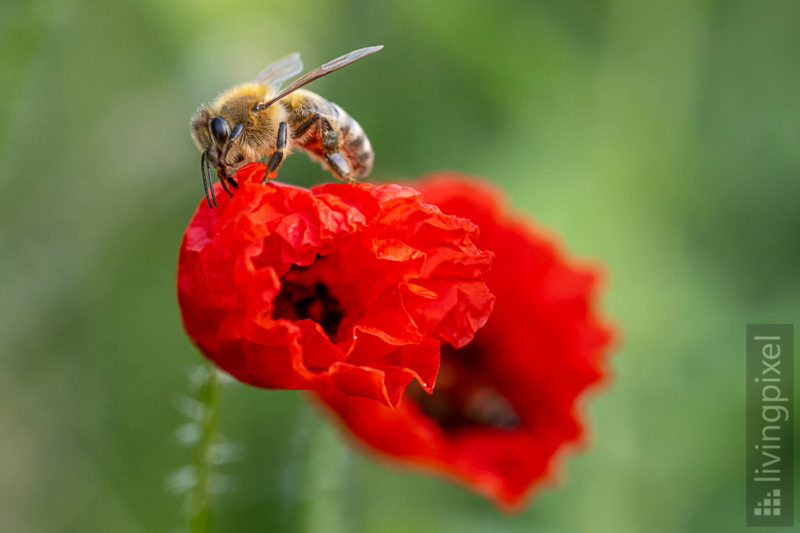 Honigbiene (Western honey bee)