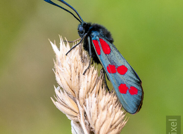 Sechsfleck-Widderchen (Six-spot burnet)