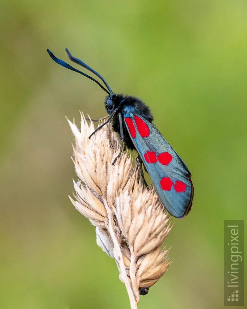Sechsfleck-Widderchen (Six-spot burnet)