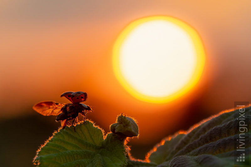 Start in den Sonnenuntergang