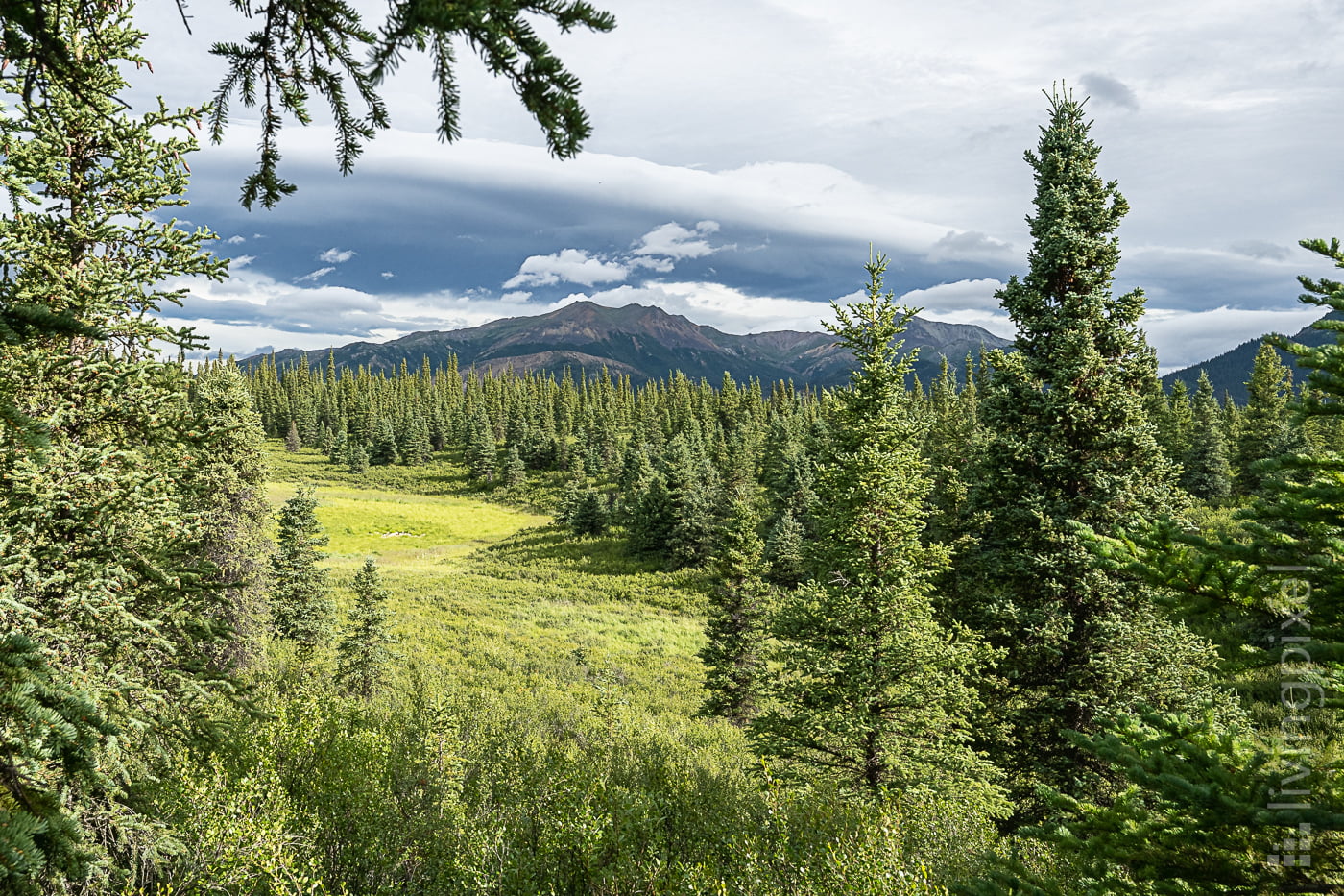 Denali Nationalpark