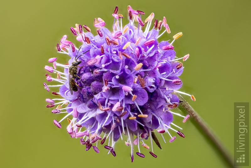 Gewöhnlicher Teufelsabbiss (Succisa pratensis)